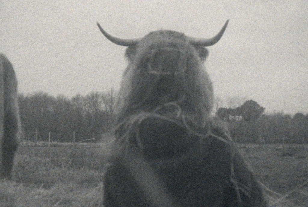 infinito super 8 festival